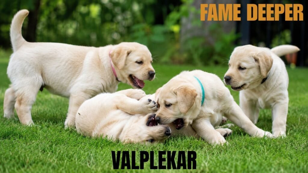Valplekar