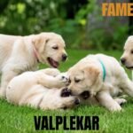 Valplekar